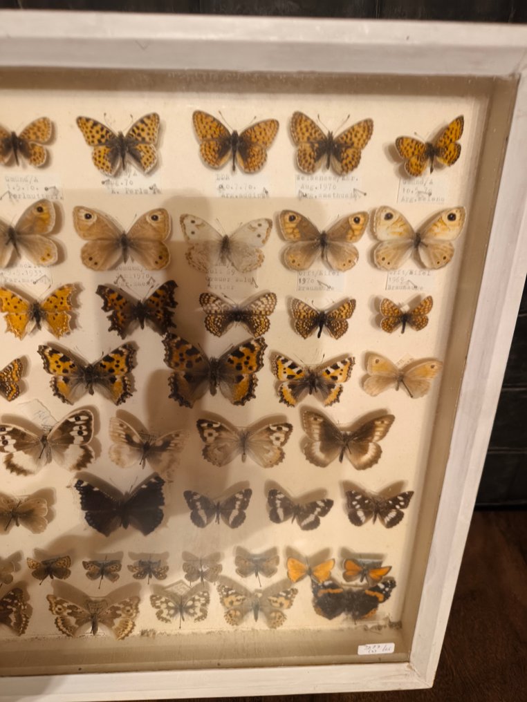 Farfalla Allestimento tassidermico a parete - Papillon - 40 cm - 50 cm - 6 cm - 1 #3.2