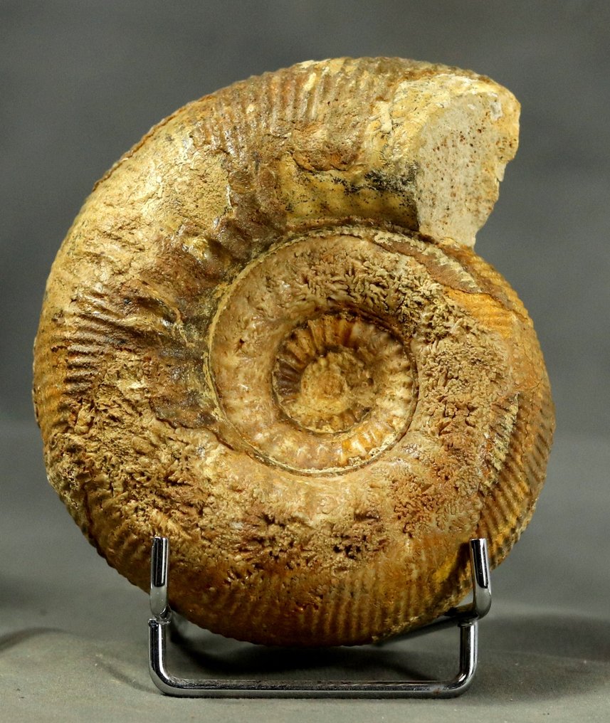 Egy finom ammonit - Két oldala megőrzött. - Fosszilizálódott állat - Stephanoceras humphrisianum - 11.6 cm #4.3