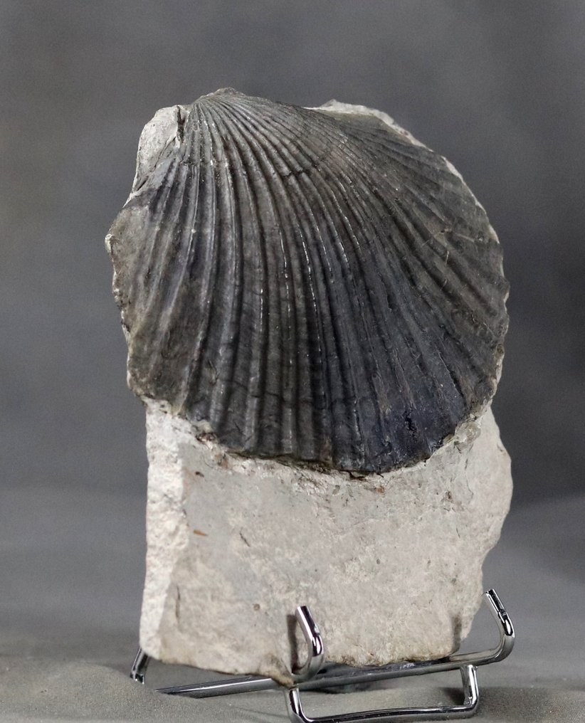 Ett enastående Pliensbachian-fossil - Fossiliserat djur - Pseudopecten equivalvis - 12 cm - 11 cm (Utan reservationspris) #2.1