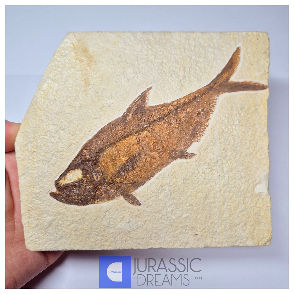 Poisson fossil esthétique, grand, 'Diplomystus dentatus' - âge Éocène, des États-Unis - formation - Animal fossilisé #1.0