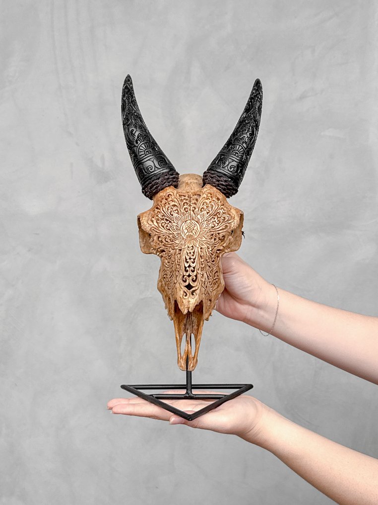无底价 - 正品棕色雕刻山羊头骨，带雕刻角，大莲花图案 雕刻的颅骨 - Capra hircus - 39 cm - 17 cm - 14 cm- 非《濒危物种公约》物种 -  (1) #1.0