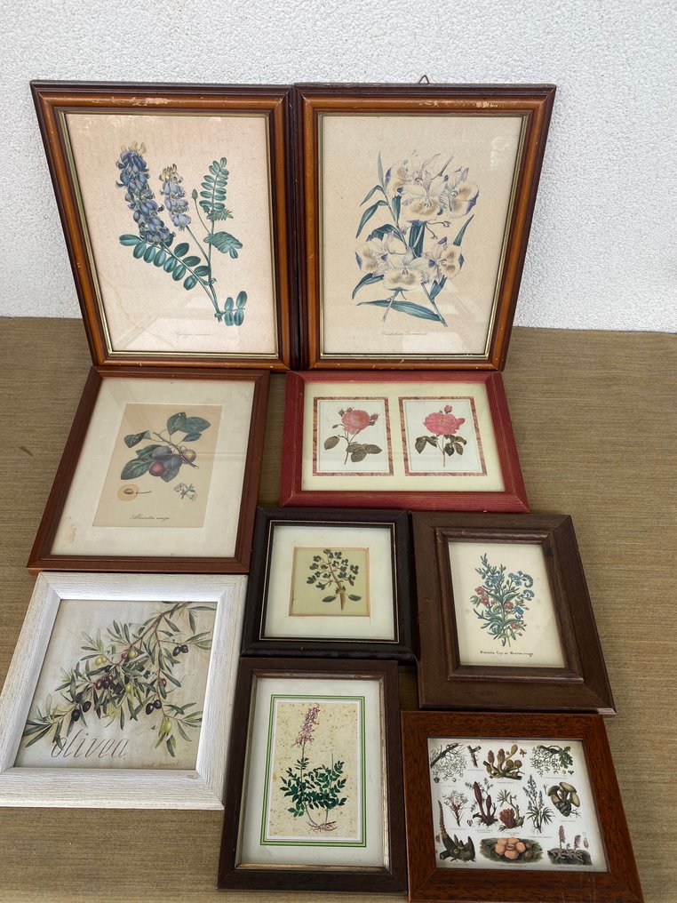 框架 (9)- 植物和花卉  - 木, 彩色平版印刷 #1.0