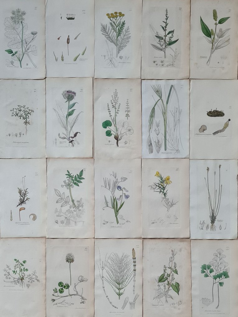 James Sowerby - 20 deels handgekleurde litho's o.a. moeraslathyrus, alpenscharte, gaspeldoorn, venushaar, mossen... #1.0