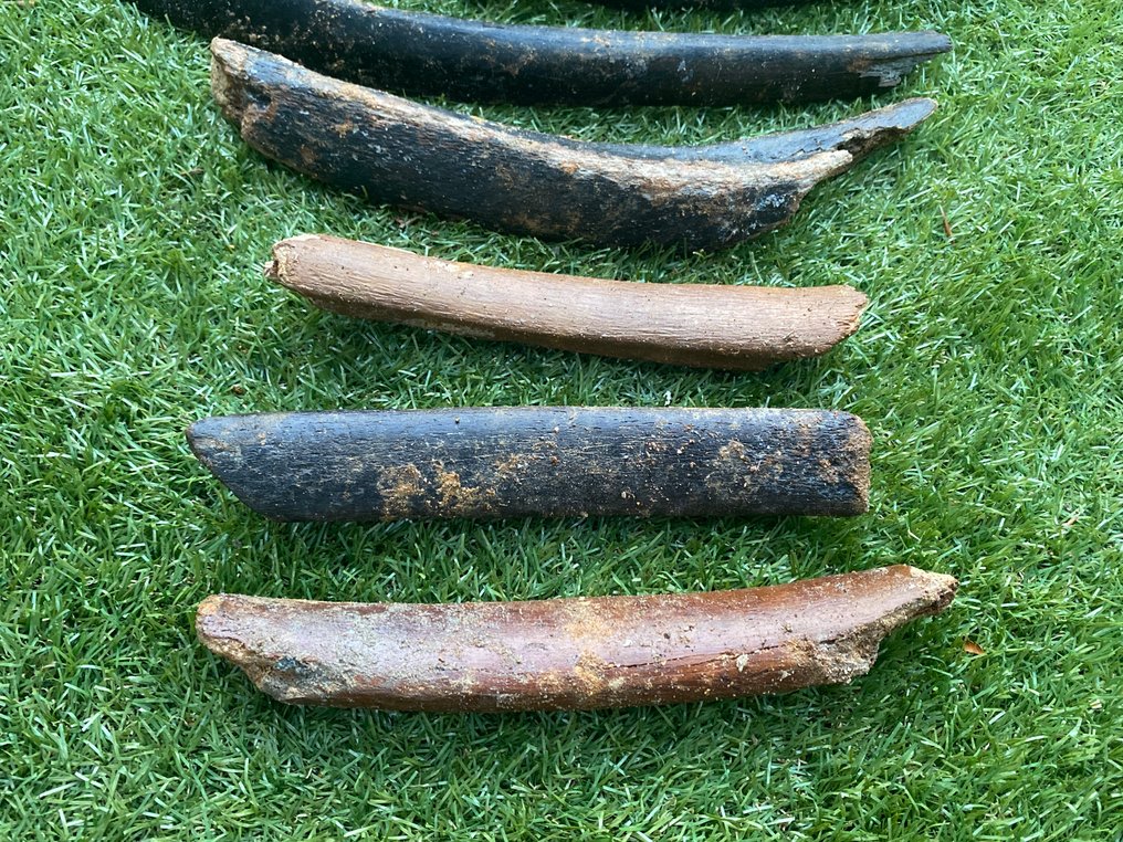 Mammut - Fossil ribben - Mammuthus primigenius - 59 cm - 8 cm (Ingen reservasjonspris) #2.1