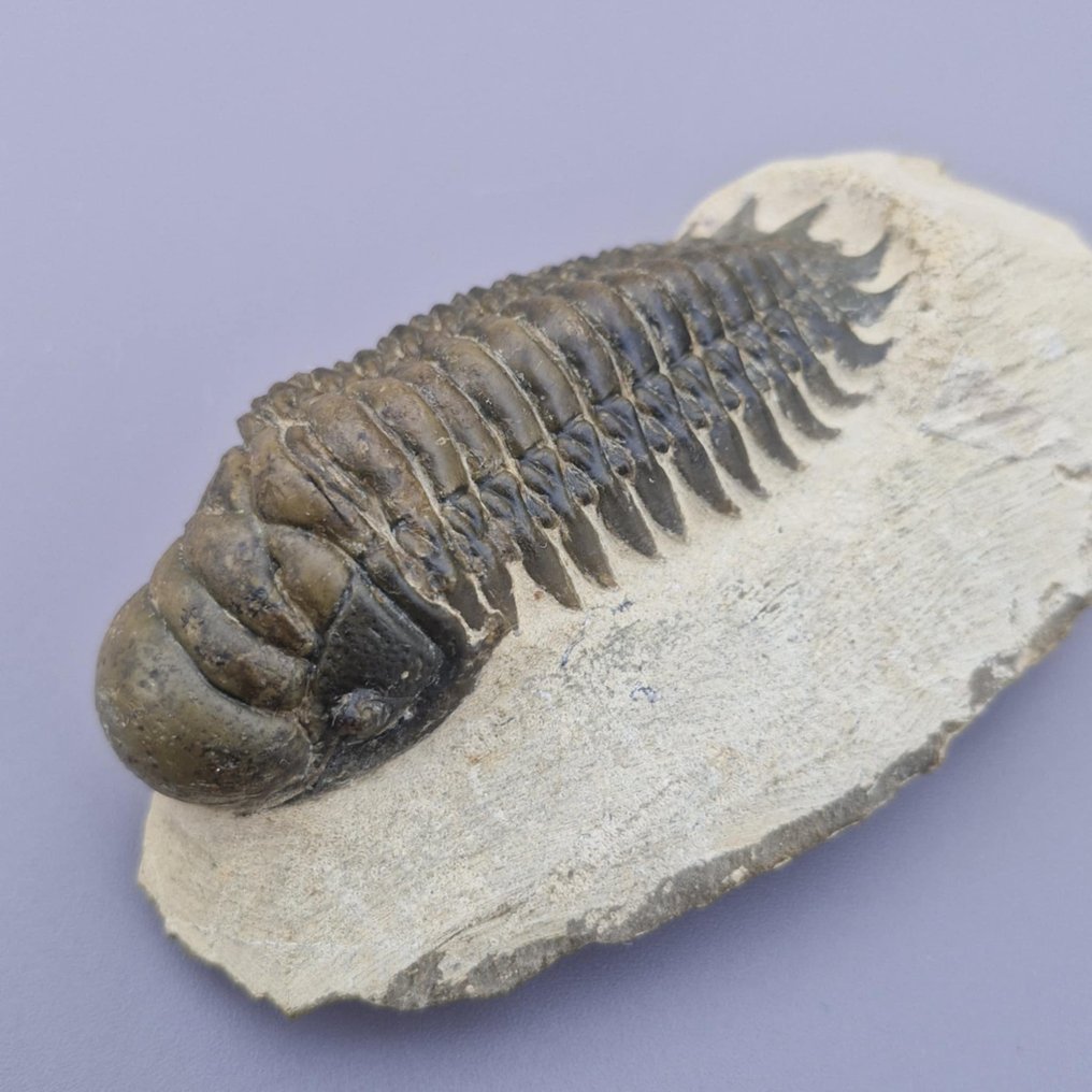Trilobite - Fosszilizálódott állat - Crotalocephalina gibbus - 8.7 cm - 3.3 cm (Nincs minimálár) #1.0