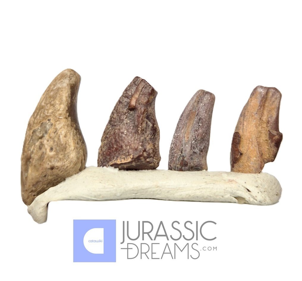 Forstenet klo - Set of 4 Partial Unidentified Theropod Dinosaur Claws - Lower Cretaceous Elrhaz Fm  (Ingen mindstepris) #4.3