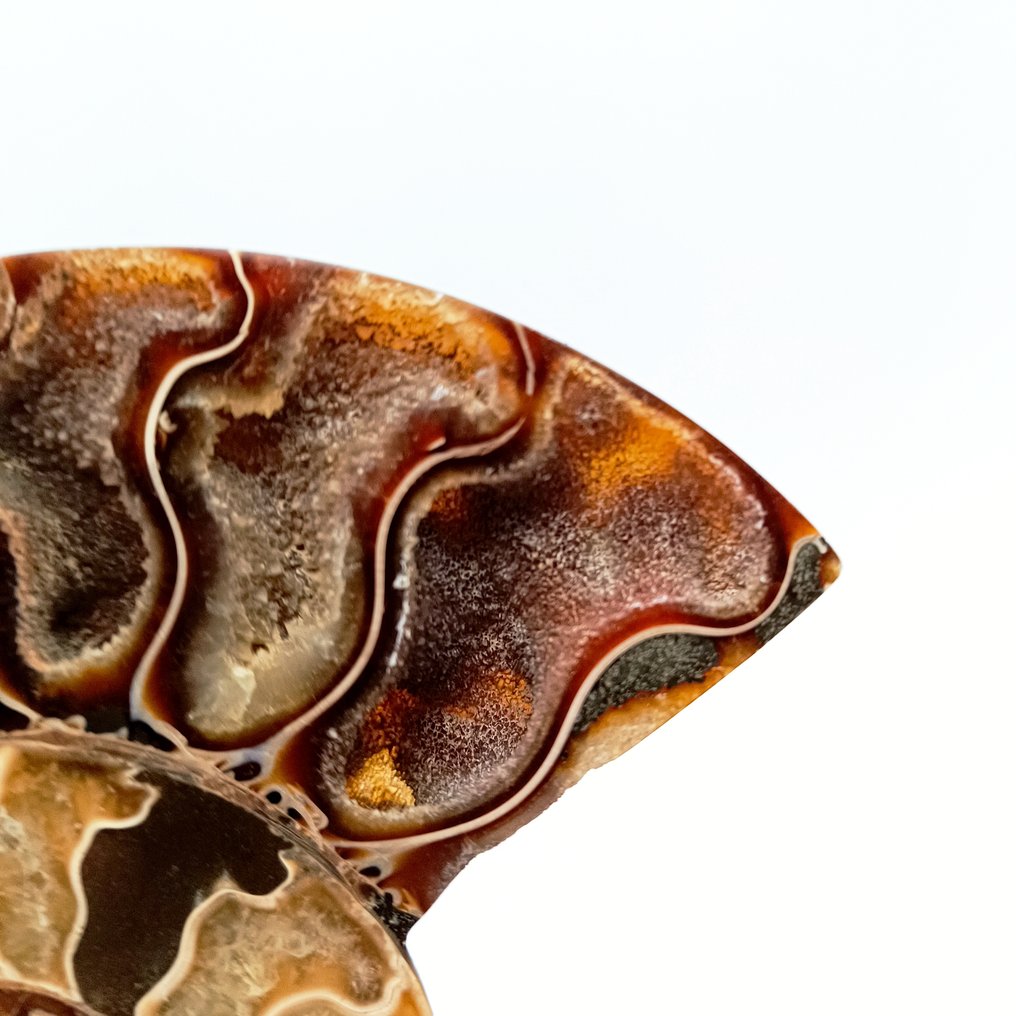 Ammonit - Forstenet dyr - Aioloceras (Cleoniceras) sp. - 13 cm - 11 cm (Ingen mindstepris) #1.0