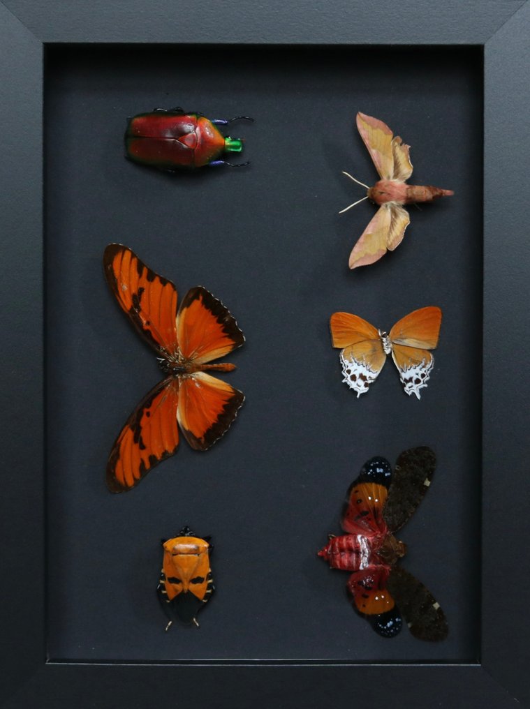 Scarafaggio Allestimento tassidermico a corpo intero - Torynorrhina flammea - 18 cm - 13 cm - 2 cm - Specie non CITES - 1 #2.1