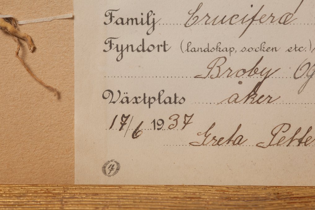 impianto Allestimento tassidermico a parete - Herbarium – Sinapis arvensis (Wild Mustard), 1937 - 1 #3.2