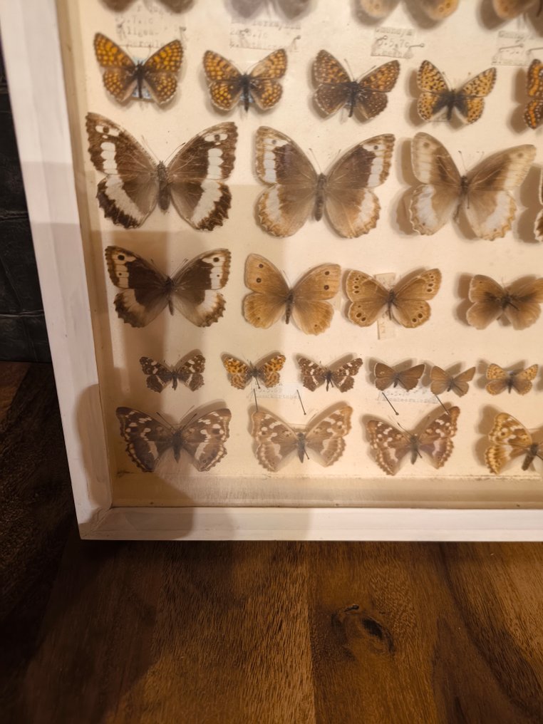 Farfalla Allestimento tassidermico a parete - Papillon - 40 cm - 50 cm - 6 cm - 1 #4.3