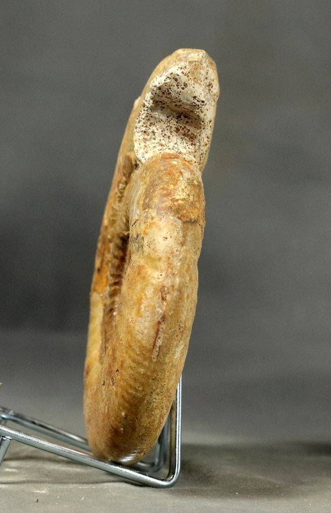 Fin ammonit från ovanlig plats - Stor storlek - Fossiliserat djur - Bajocisphinctes mouterdei - 13 cm #3.2