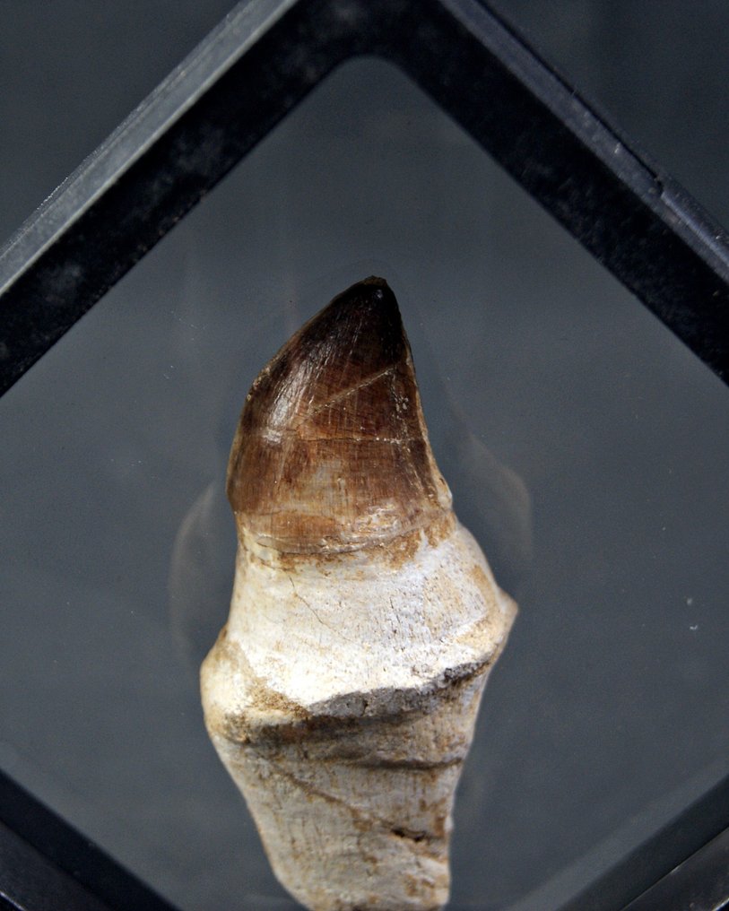 沧龙 - 牙齿化石 - Mosasaurus anceps con raiz (没有保留价) #2.1