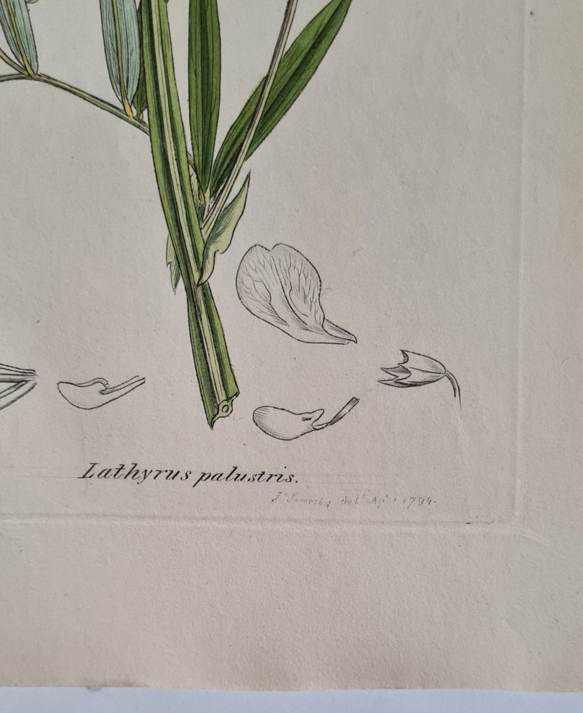 James Sowerby - 20 deels handgekleurde litho's o.a. moeraslathyrus, alpenscharte, gaspeldoorn, venushaar, mossen... #3.2