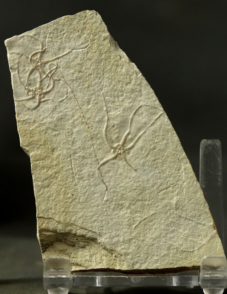 Uitstekende fossiele zeesterren - Natuurlijke veelvoud - Gefossiliseerd dier - Ophiopetra lithographica - 8.1 cm - 5.3 cm (Zonder minimumprijs) #3.2