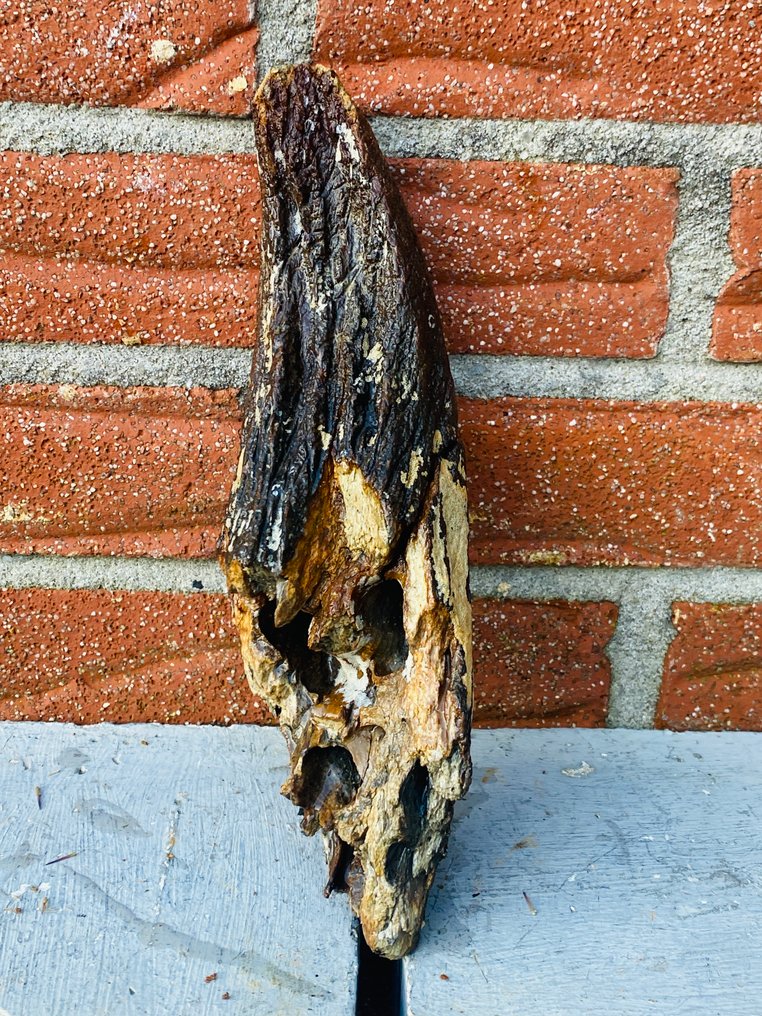 Oeros - Fossilt bein - Bos primigenius - 25 cm - 9 cm (Ingen reservasjonspris) #3.2