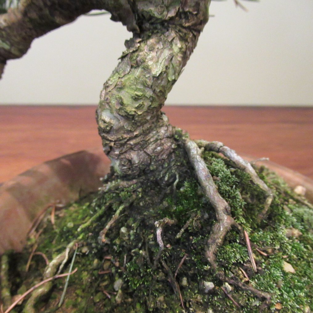 Pinus parviflora - Height (Tree): 22 cm - Depth (Tree): 26 cm - Japan #4.3