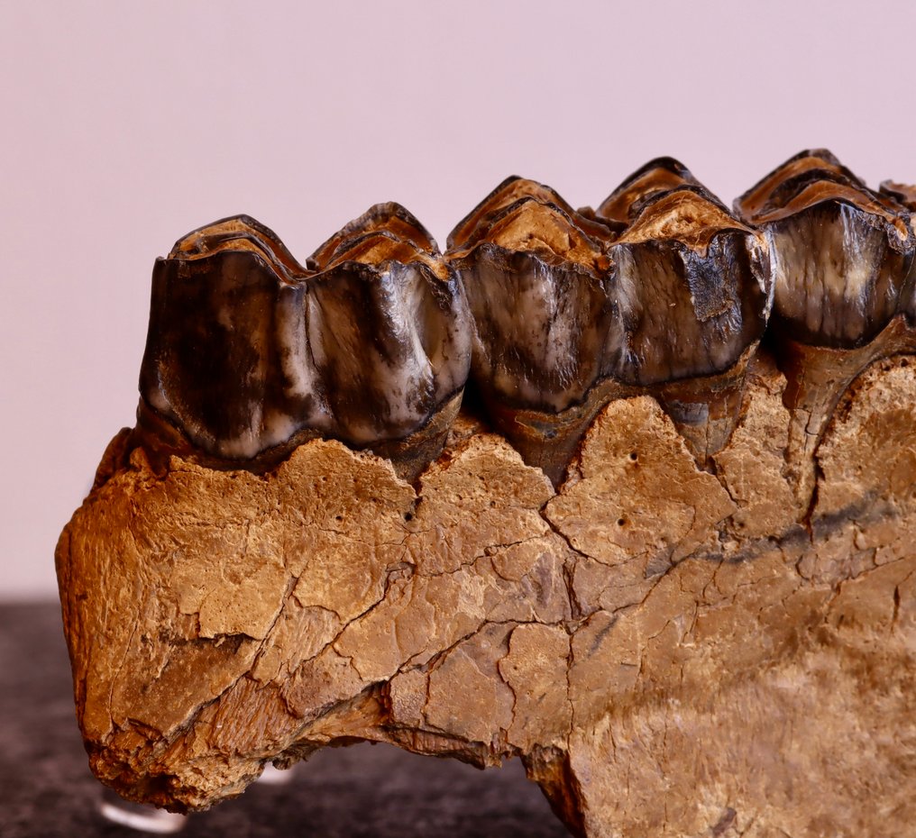 Sinomegaceros sp. - Os maxilar fosilă - 59 mm - 112 mm #3.2