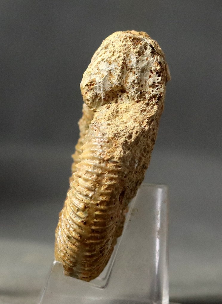 Szépen elkészített Bathonian ammonitát. - Fosszilizálódott állat - Parkinsonia pachypleura - 7 cm (Nincs minimálár) #3.2