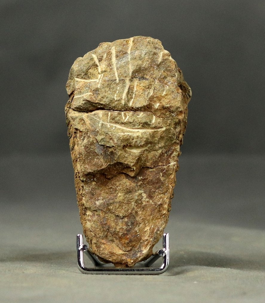 Un grande e decorativo trilobite fossile (8 cm !!) - Animale fossilizzato - Diacalymene ouzregi  (Senza prezzo di riserva) #3.2