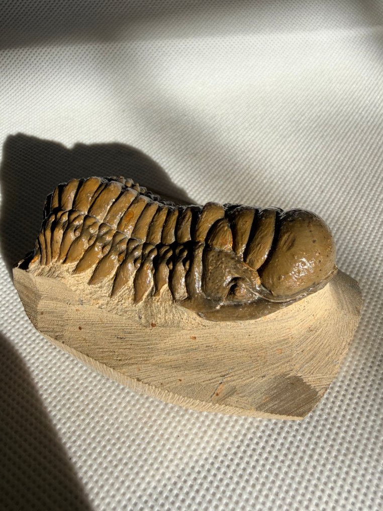 Trilobite - Fosszilizálódott állat - Crotalocephalus gibbus - 7 cm #1.0