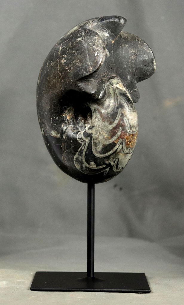 Großer dekorativer Goniatite – auf Ständer - Tierfossil - Manticoceras cf. intumescens #3.2