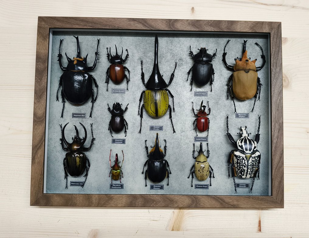 混合昆虫 动物标本剥制壁挂支架 - DYNASTINAE - 4 cm - 42 cm - 32 cm #1.0