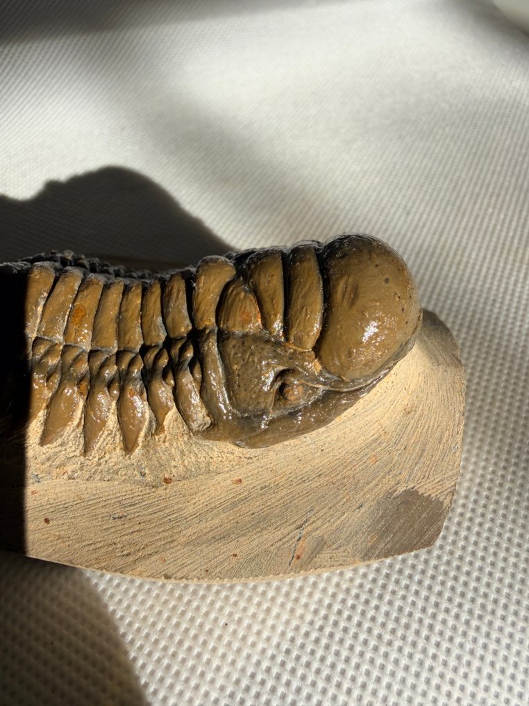 Trilobite - Fosszilizálódott állat - Crotalocephalus gibbus - 7 cm #1.0