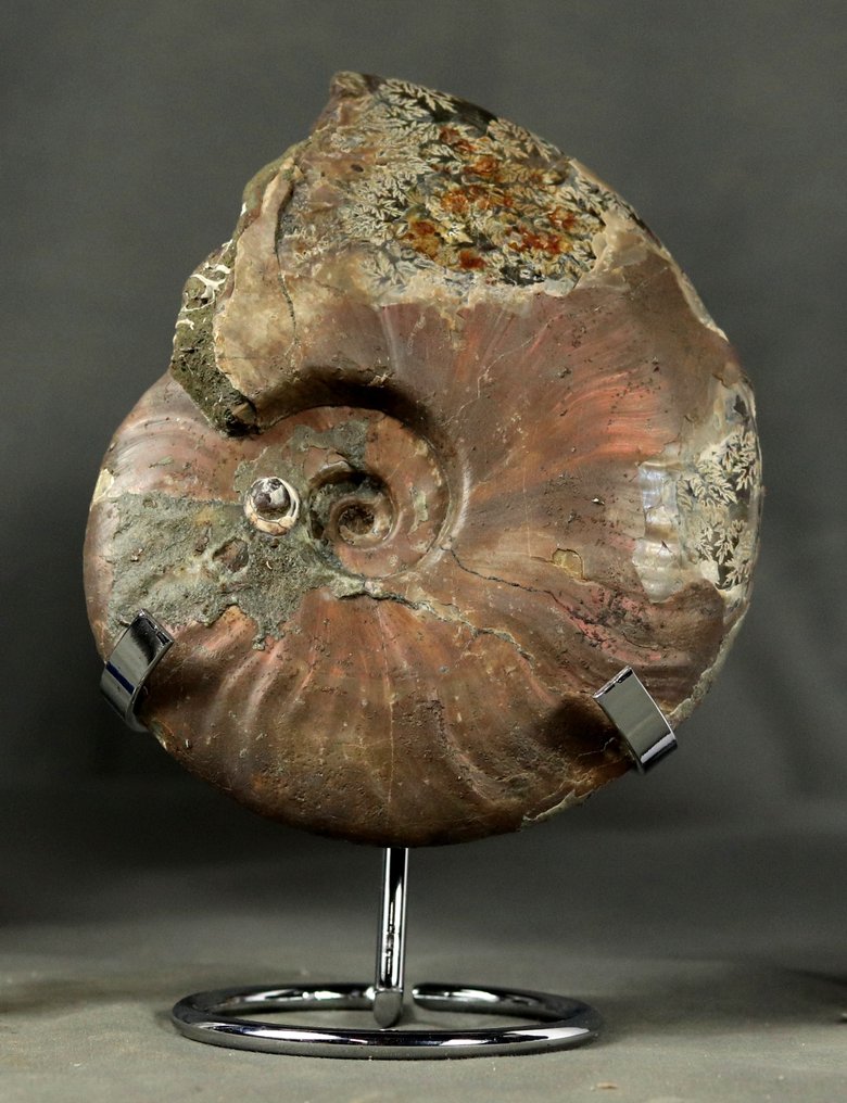 Fin ammonit med båda sidorna rengjorda - INTE POLERAD - Fossiliserat djur - Cleoniceras besairiei - 14 cm #1.0