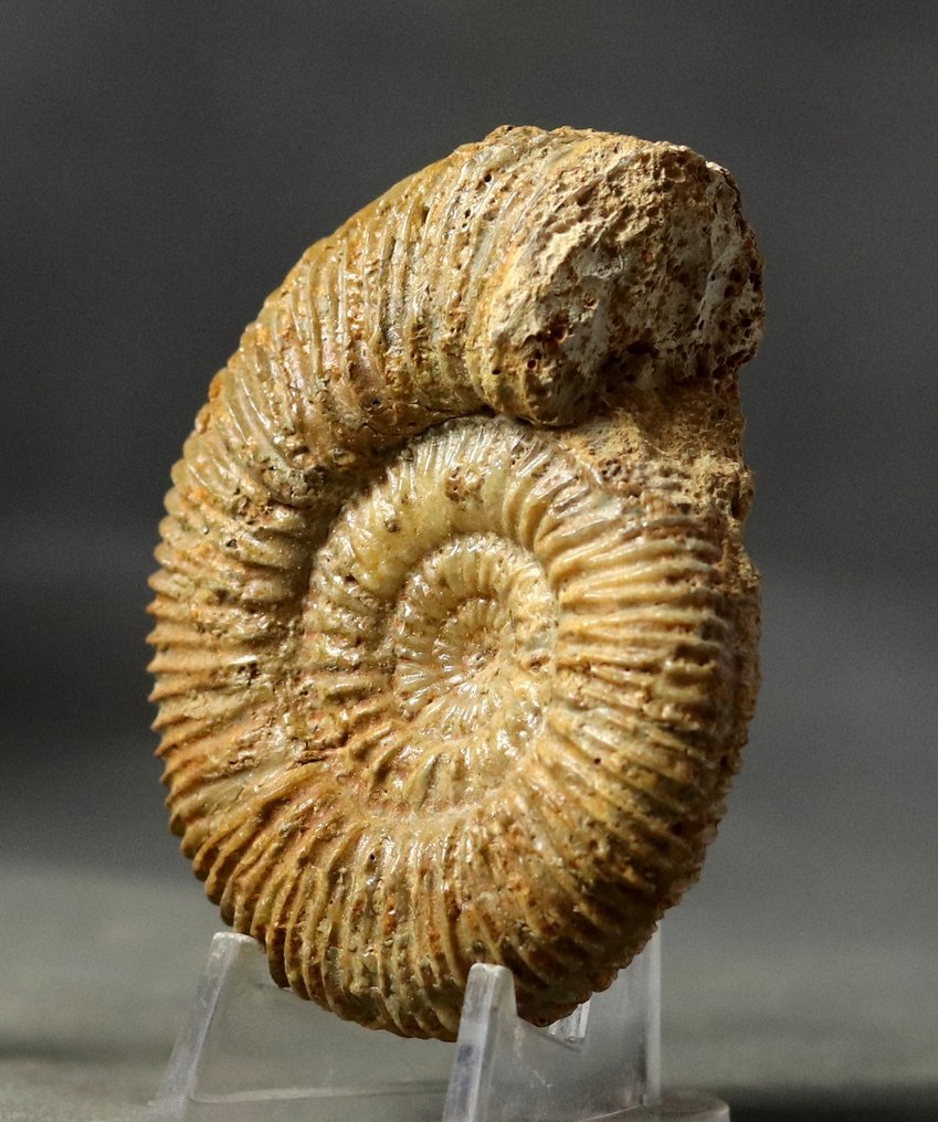 Szépen elkészített Bathonian ammonitát. - Fosszilizálódott állat - Parkinsonia pachypleura - 7 cm (Nincs minimálár) #2.1