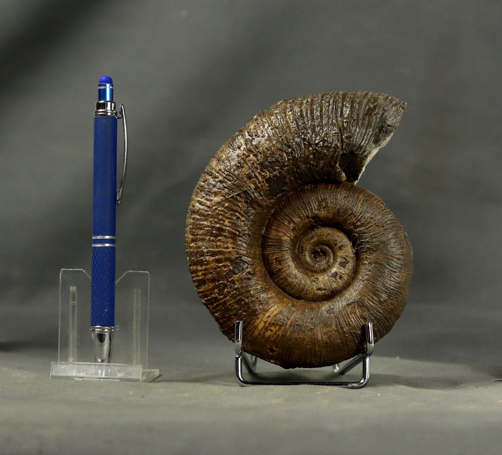 En enastående Pliensbachian-fossil - Pyritbevarande - Fossiliserat djur - Lytoceras cornucopiae - 13.5 cm #1.0