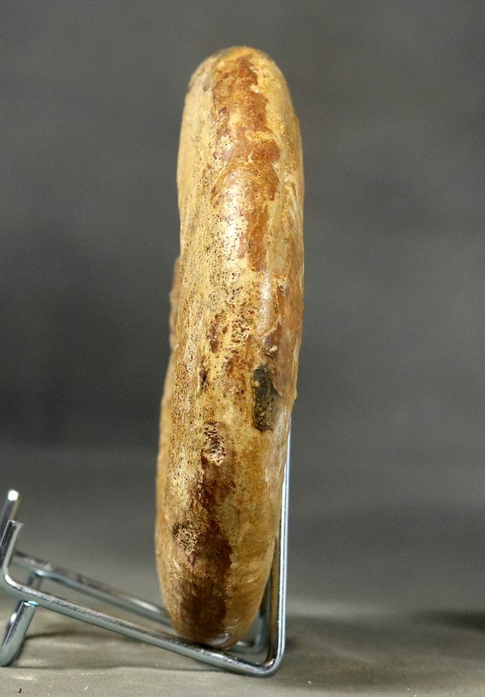 Fin ammonit från ovanlig plats - Stor storlek - Fossiliserat djur - Bajocisphinctes mouterdei - 13 cm #4.3