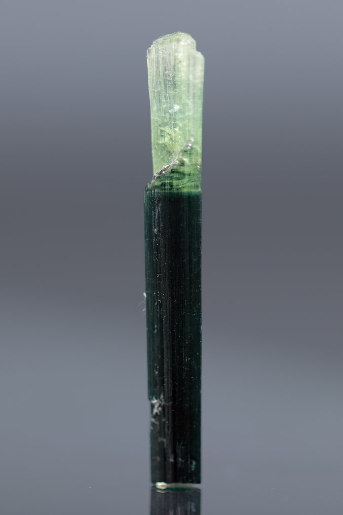 Korkeatasoinen Indicolite-turmalinkristalli • Harvinainen vihreä Apex Transition - Korkeus: 32 mm - Leveys: 5 mm- 1 g - (1) #2.1