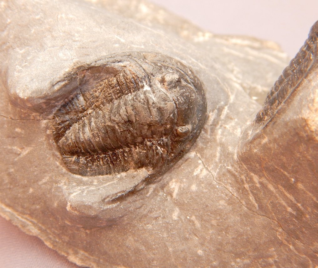 Fossile - Scheletro fossile - Cornuproetus cornutus - 2 cm #2.1