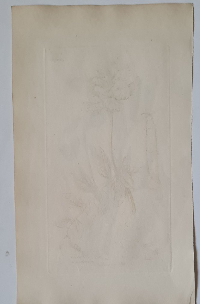 James Sowerby - 20 deels handgekleurde litho's o.a. moeraslathyrus, alpenscharte, gaspeldoorn, venushaar, mossen... #4.3