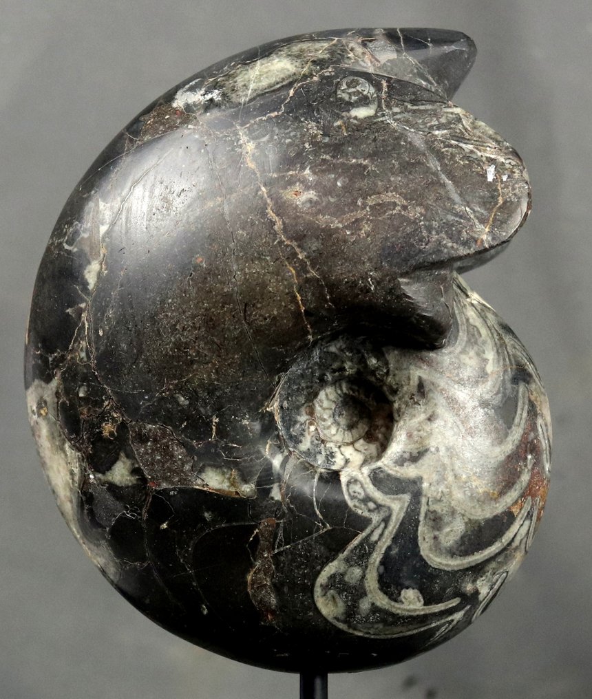 Großer dekorativer Goniatite – auf Ständer - Tierfossil - Manticoceras cf. intumescens #2.1