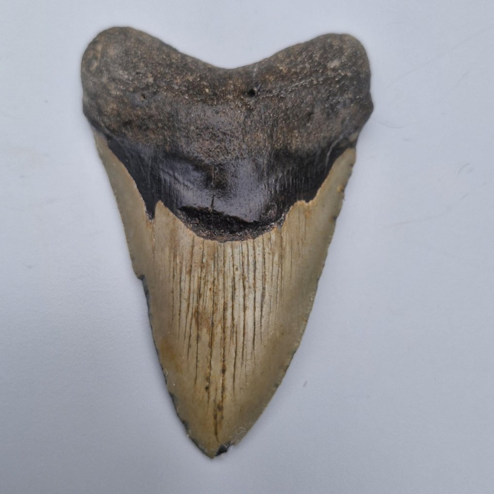 Tiburón megalodón - Diente fósil - megaselachus megalodon - 109 mm - 71 mm (Sin precio de reserva) #3.2