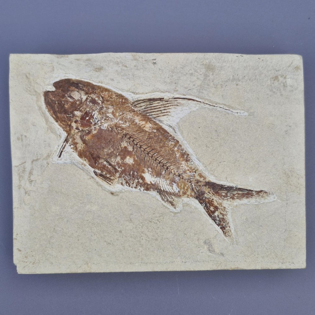 Fossil fisk - Fossilt skjelett - Nematonotus longispinus - 140 mm - 104 mm (Ingen reservasjonspris) #1.0