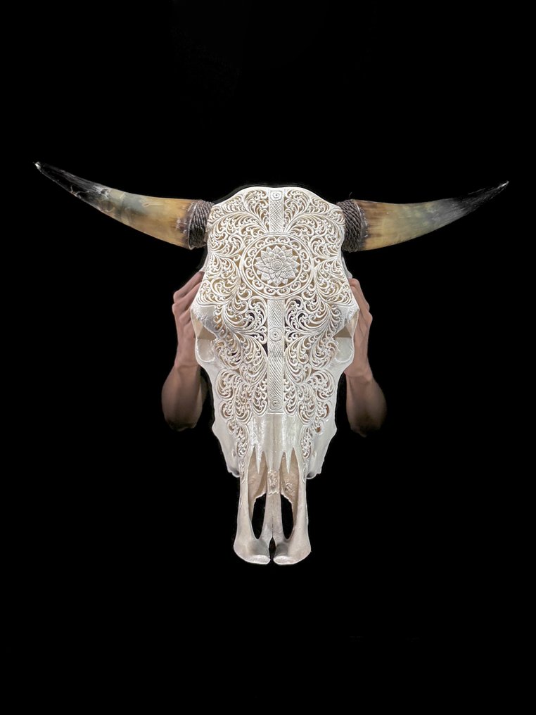 Χωρίς ελάχιστη τιμή εκκίνησης - Αυθεντικό μεγάλο λευκό χειροποίητο κρανίο ταύρου - Σχέδιο με Λαξεμένο κρανίο - Bos Taurus - 54 cm - 66 cm - 17 cm- Είδη που δεν ανήκουν στο CITES #2.1