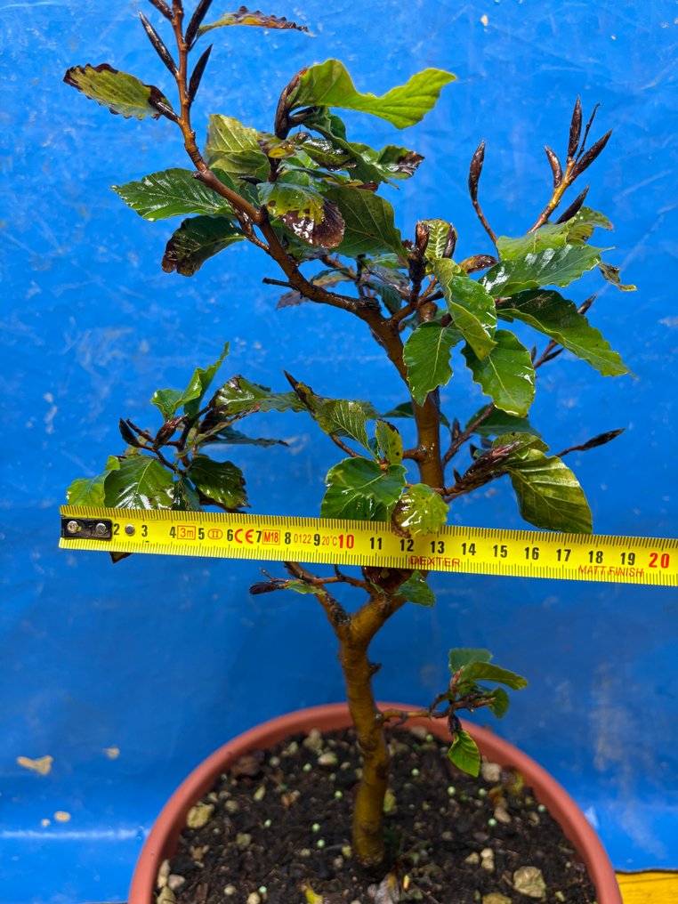Beech bonsai (Fagus) - Height (Tree): 45 cm - Depth (Tree): 20 cm - Italy #3.2