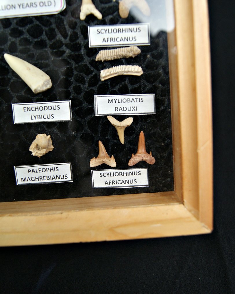 Hai - Fossil tann - 25 cm (Ingen reservasjonspris) #4.3