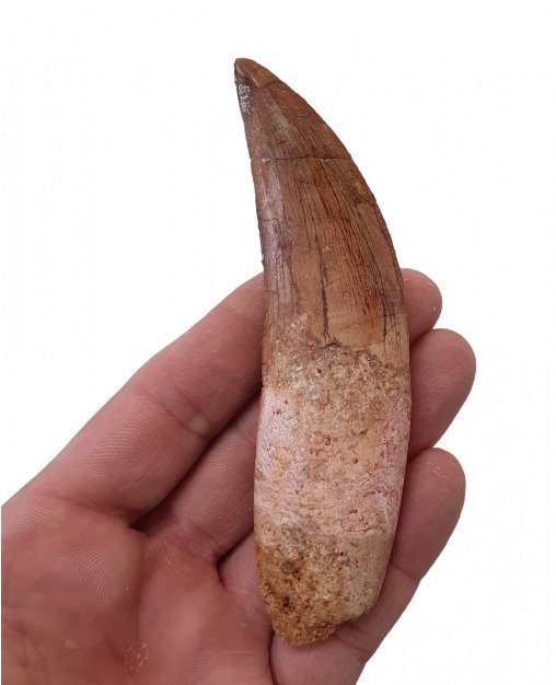 Dinosaur - Fossil tann - Carcharodontosaurus saharicus - 12 cm - 0 cm  (Ingen reservasjonspris) #1.0
