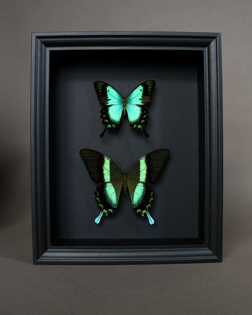 Farfalla Allestimento tassidermico a corpo intero - Papilio blumei x Papilio lorquinianus - 25 cm - 20 cm - 4 cm - Specie non CITES - 1 #3.2