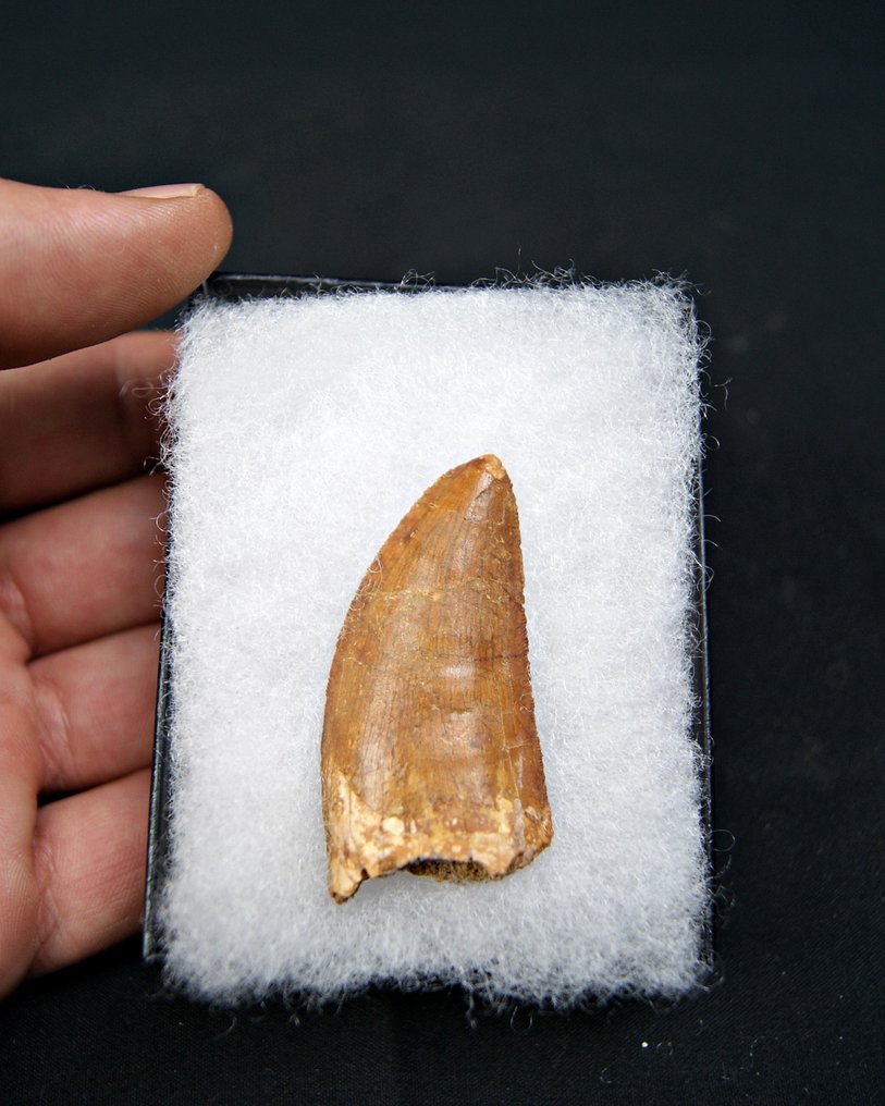 Dinosaure - Dent fossile - Carcharodontosaurus saharicus #3.2