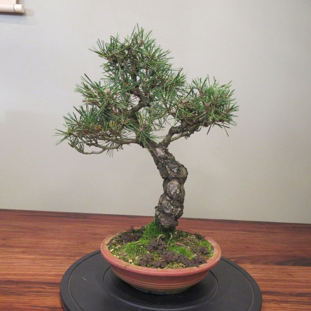 Pinus thunbergii - Height (Tree): 43 cm - Depth (Tree): 37 cm - Japan #1.0