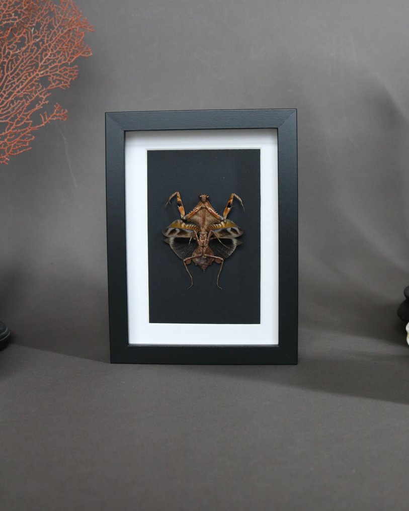 mante 动物标本剥制全身支架 - Deroplatys lobata - 25 cm - 17 cm - 17 cm - 非《濒危物种公约》物种 - 1 #4.3