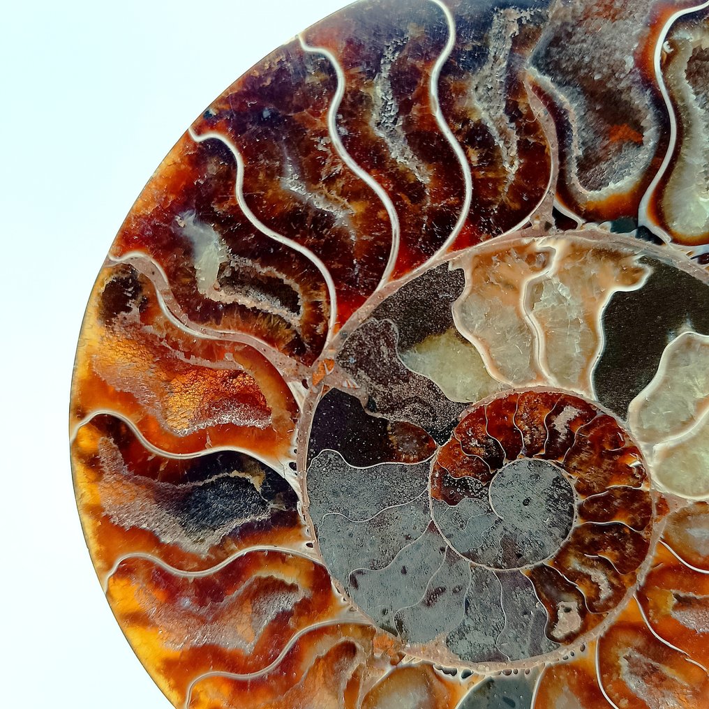 Ammonit - Forstenet dyr - Aioloceras (Cleoniceras) sp. - 13 cm - 11 cm (Ingen mindstepris) #2.1