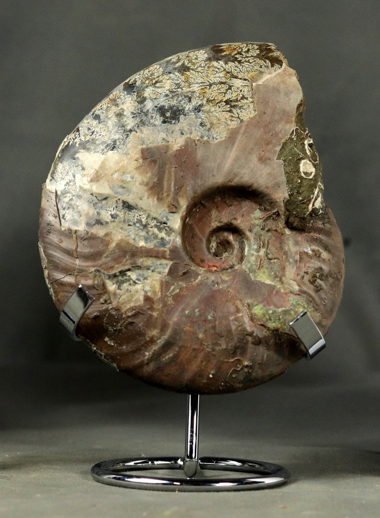 Fin ammonit med båda sidorna rengjorda - INTE POLERAD - Fossiliserat djur - Cleoniceras besairiei - 14 cm #4.3