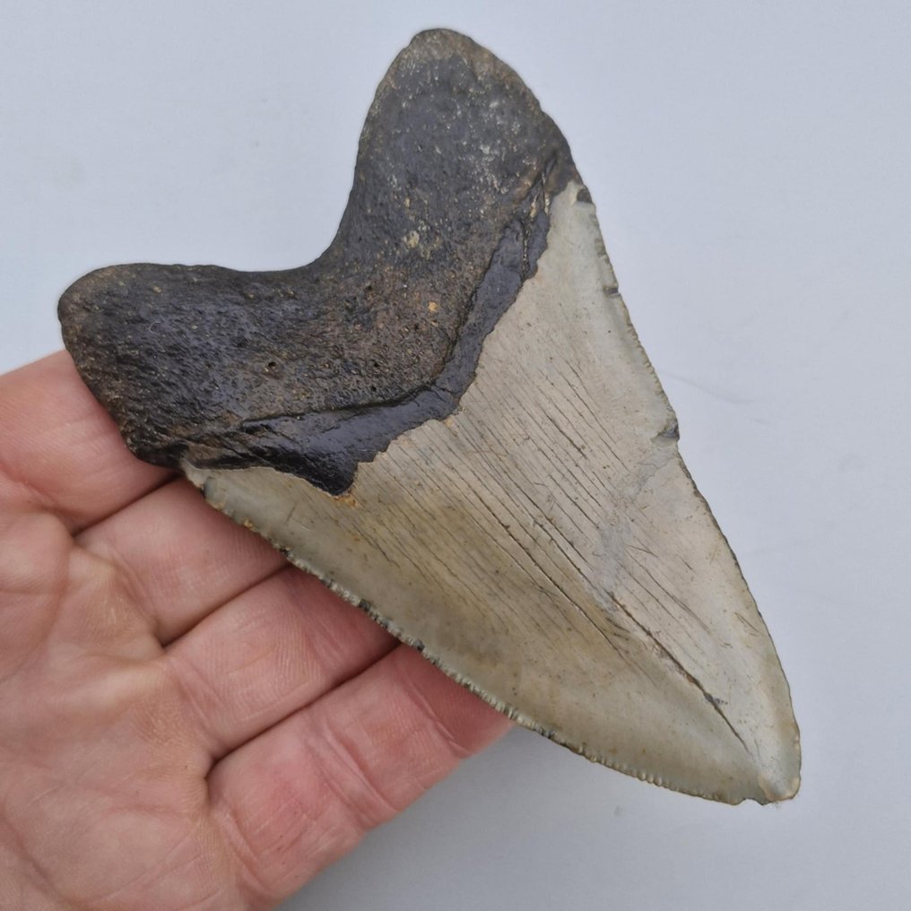 Tiburón megalodón - Diente fósil - megaselachus megalodon - 109 mm - 71 mm (Sin precio de reserva) #4.3