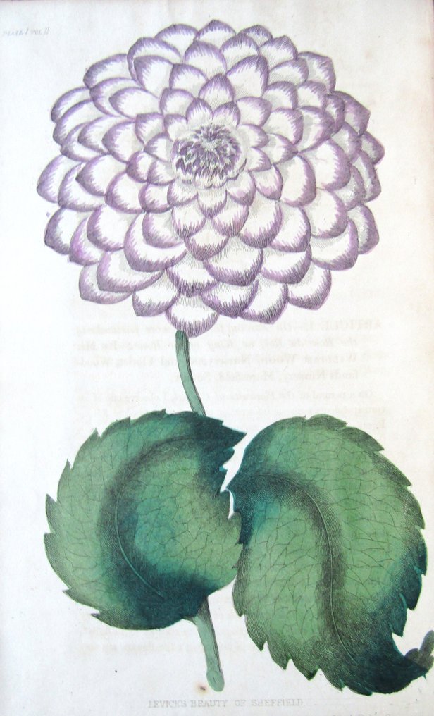 Joseph Harrison [editor] - The Floricultural Cabinet & Florists' Magazine - 1834-1840 #4.3