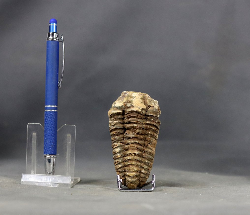 Un grande e decorativo trilobite fossile (8 cm !!) - Animale fossilizzato - Diacalymene ouzregi  (Senza prezzo di riserva) #1.0